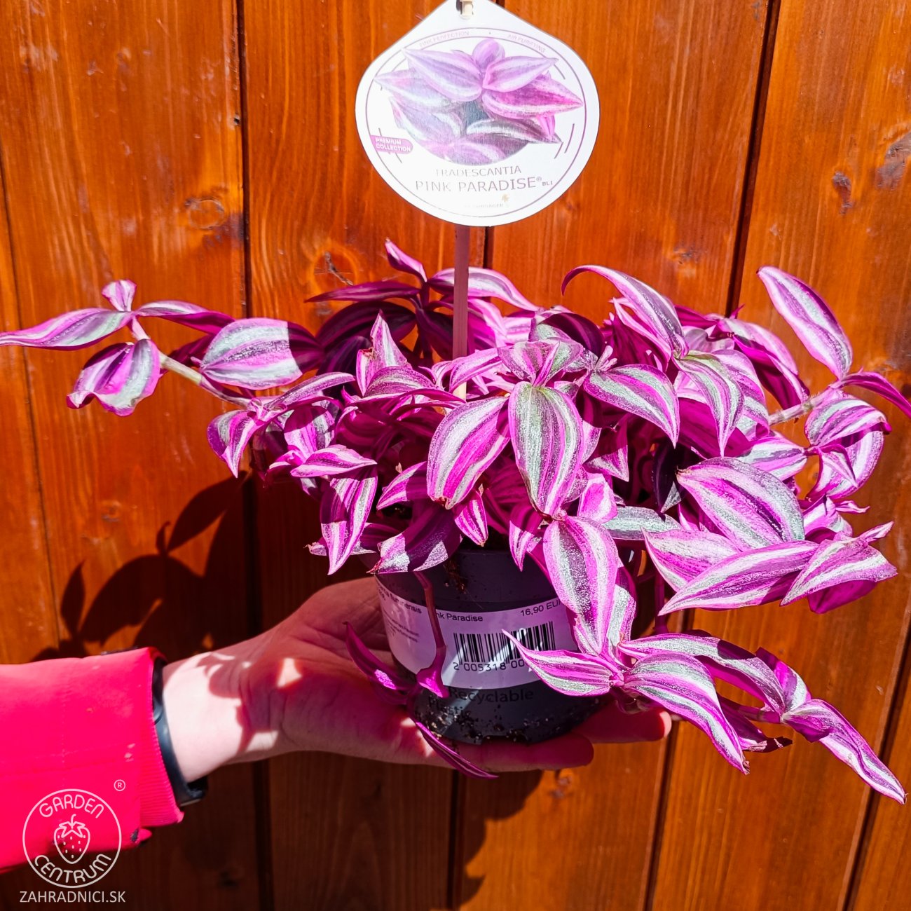 Obrázok Tradescantia fluminensis ‘Pink Paradise’ - výška 5-10 cm ⌀ 20-30 cm, kont. C1L